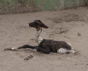 Nace la segunda llama en cautiverio