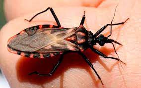 Emite IMMS Veracruz Sur recomendaciones para evitar la enfermedad de chagas