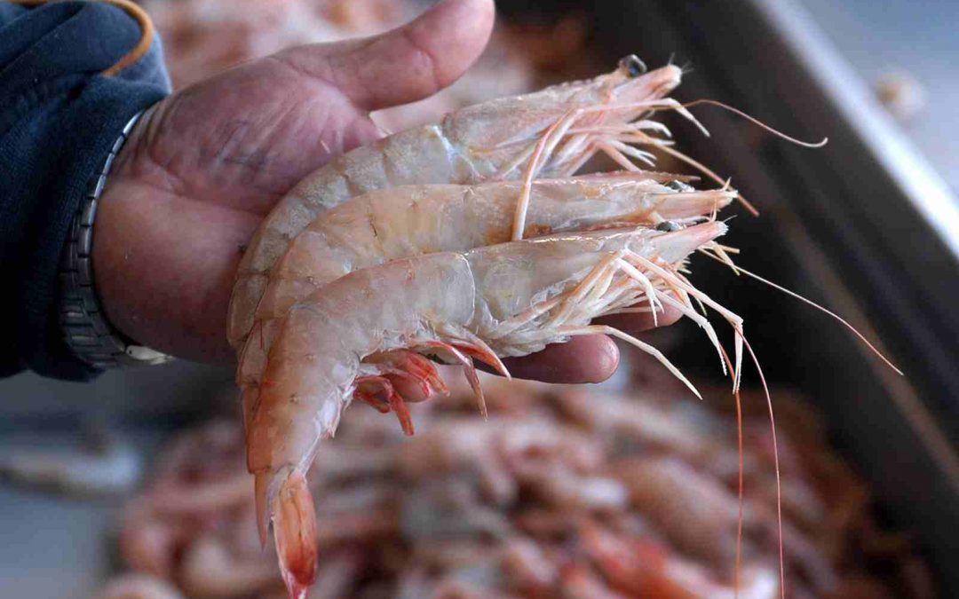 Exhorta IMSS en tomar precauciones a la hora de comprar y consumir pescados y mariscos