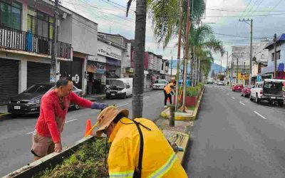 Dan mantenimiento a camellones de Av. Miguel Hidalgo para mejorar imagen urbana