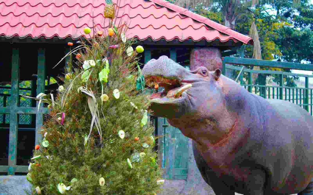 Colocan árboles de navidad reciclados en reserva animal del río Orizaba