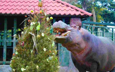 Colocan árboles de navidad reciclados en reserva animal del río Orizaba