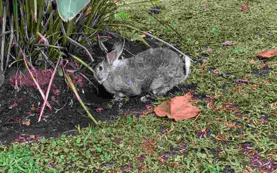 “Brincos de alegría” en el parque de Fortín