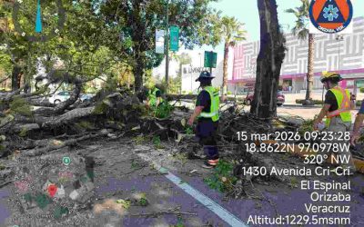 Cae árbol en avenida Cri Crí de Orizaba