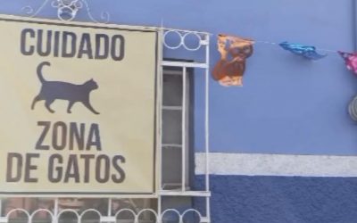 Piden reducir velocidad en Puente del Molino para proteger a gatos del Paseo del Arte