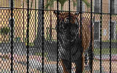 Optimiza UMA de Orizaba espacios para proteger a más de 300 animales rescatados