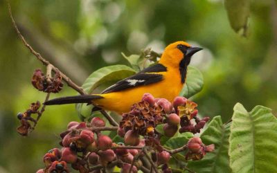 Fortín alza el vuelo: registran 27 especies de aves en histórica jornada ambiental