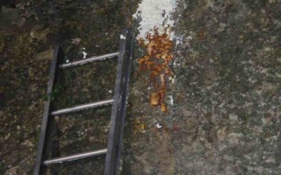 Retira PC de Orizaba enjambre de abejas en el parque de las Leyendas