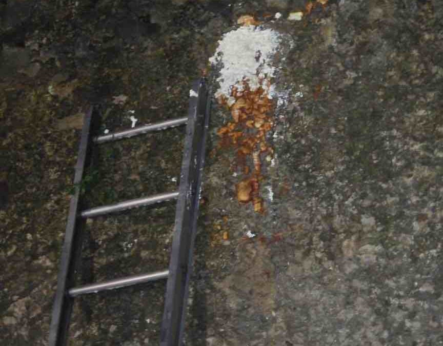 Retira PC de Orizaba enjambre de abejas en el parque de las Leyendas