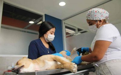 Orizaba impulsa jornada gratuita para esterilizar mascotas y reducir la sobrepoblación animal