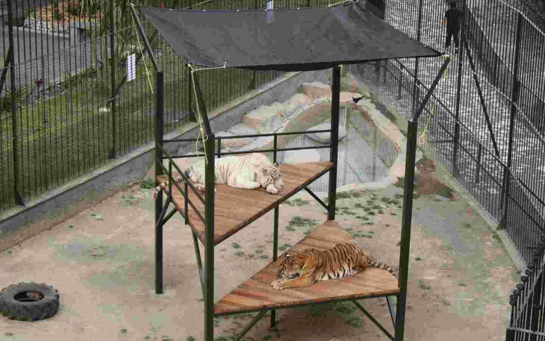 Reposaderos y malla sombra mejoran calidad de vida de felinos en la Reserva de Río Orizaba