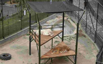 Reposaderos y malla sombra mejoran calidad de vida de felinos en la Reserva de Río Orizaba
