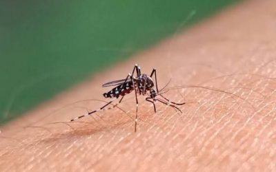 Refuerza IMSS Veracruz Sur con medidas preventivas desde casa y acciones comunitarias contra dengue