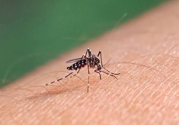 Refuerza IMSS Veracruz Sur con medidas preventivas desde casa y acciones comunitarias contra dengue